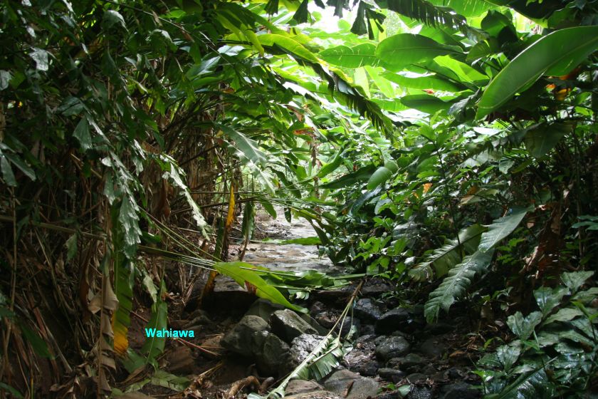 Willi S Travelpage Der Wahiawa Botanical Garden Auf Oahu